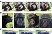 交换女人国际最新研究：机器人“打哈欠” 黑猩猩被传染